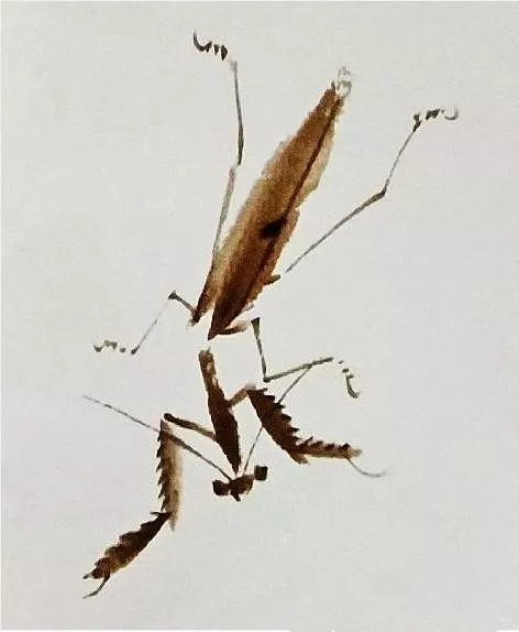 畫螳螂