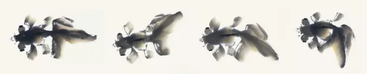 畫家馮增木寫意金魚畫法圖9