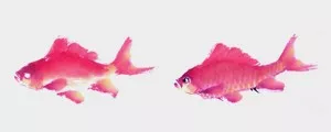 畫家馮增木寫意金魚畫法圖30