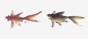 畫家馮增木寫意金魚畫法圖32