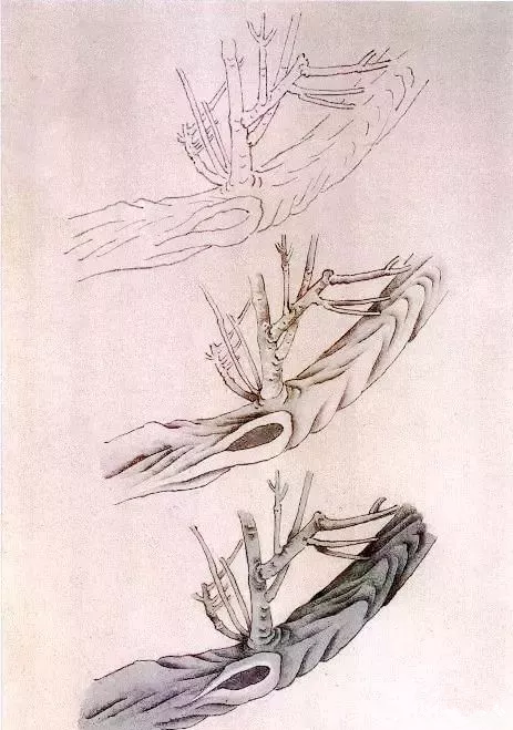 工筆梅花