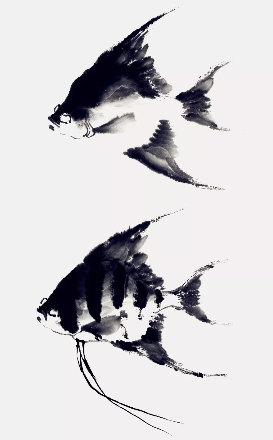 神仙魚畫法