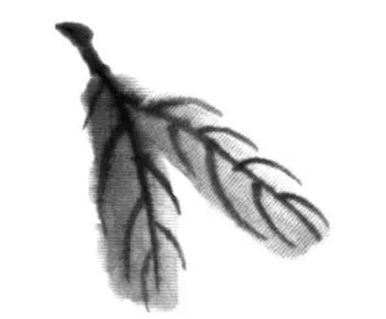 國(guó)畫(huà)枇杷的畫(huà)法2