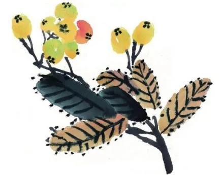 國(guó)畫(huà)枇杷的畫(huà)法7