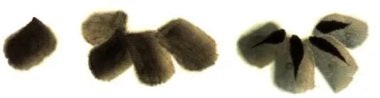 國(guó)畫(huà)南瓜的畫(huà)法2